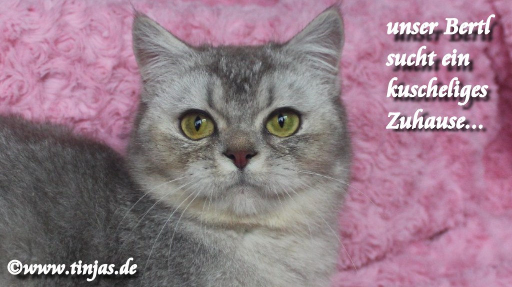 Britisch Kurzhaar Katzenbabys